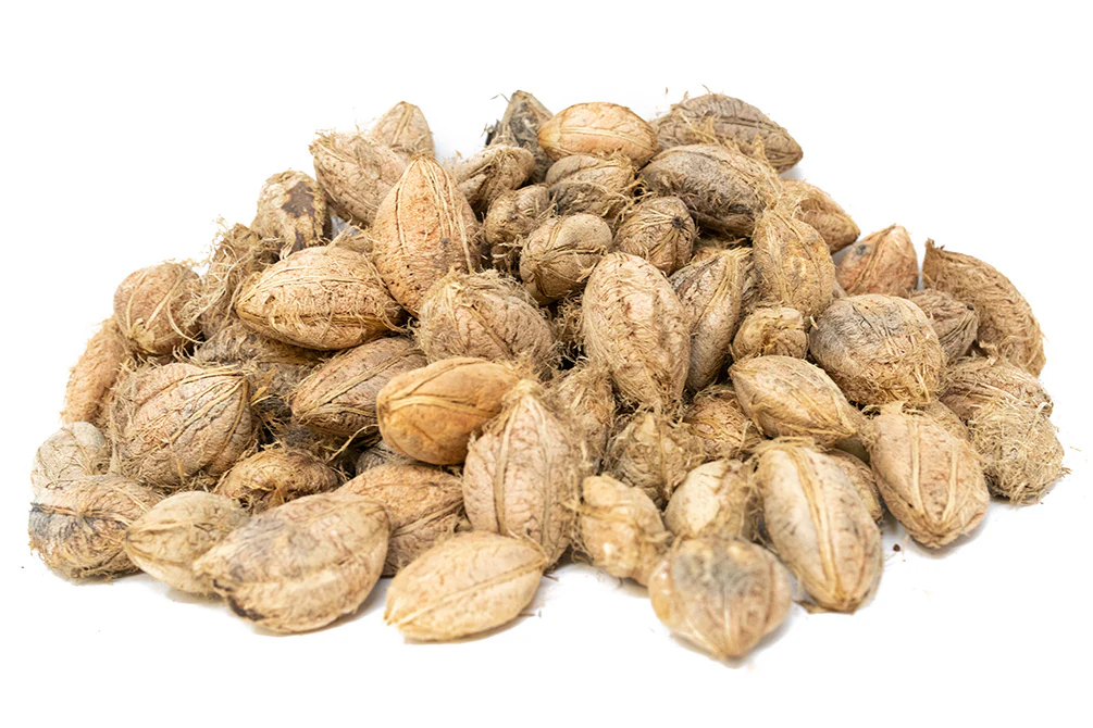 Catappa Fruit - Nestor' Aquariums & Pets