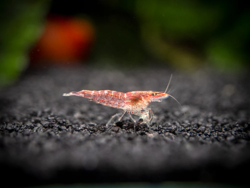 Sakura Red Cherry Shrimp (Neocaridina davidi), Tank-Bred - Nestor' Aquariums & Pets