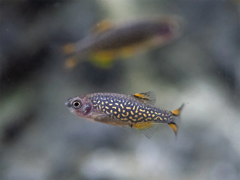 Celestial Pearl Danio AKA Galaxy Rasbora (Celestichthys margaritatus) - Nestor' Aquariums & Pets