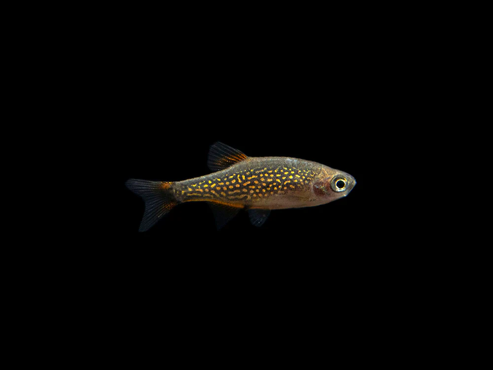 Celestial Pearl Danio AKA Galaxy Rasbora (Celestichthys margaritatus) - Nestor' Aquariums & Pets
