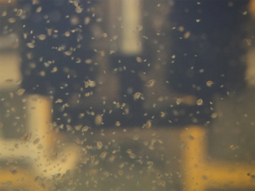 Live Daphnia AKA Water Flea (Daphnia magna) Culture - Aquatic Arts - Nestor' Aquariums & Pets