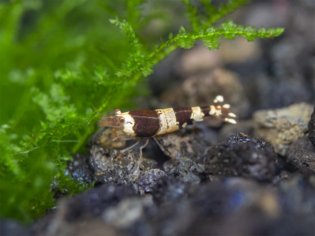 Crystal Red and Black Shrimp Combo Box - Nestor' Aquariums & Pets