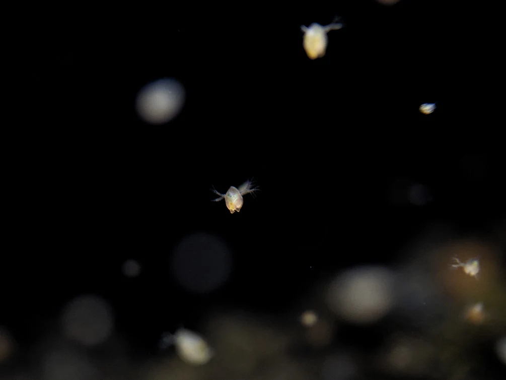 Live Daphnia AKA Water Flea (Daphnia magna) Culture - Aquatic Arts - Nestor' Aquariums & Pets